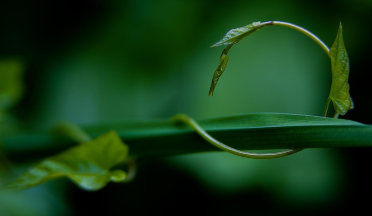 Foto close-up de planta verde fresca