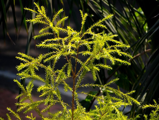 Foto close-up de planta verde fresca