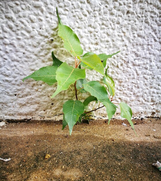 Close-up de planta verde fresca