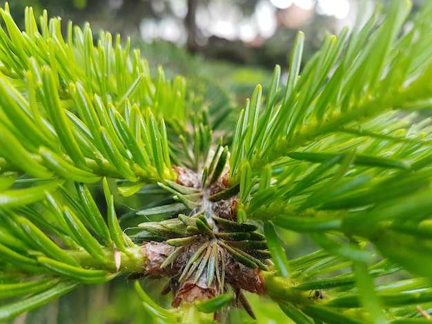 Close-up de planta verde fresca