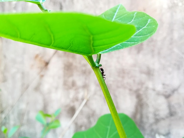 Foto close-up de planta verde fresca