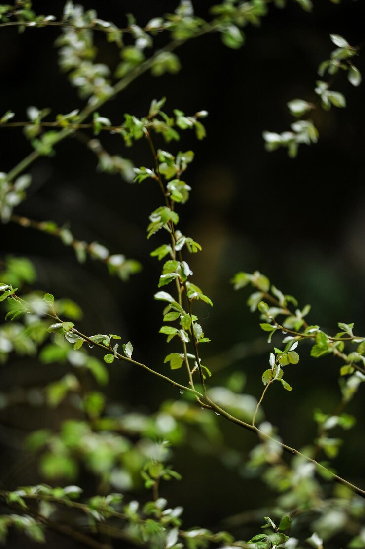 Foto close-up de planta verde fresca