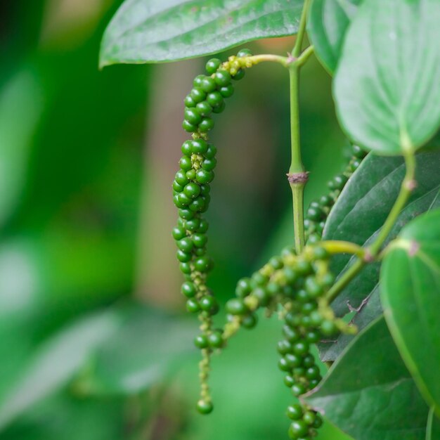 Close-up de planta verde fresca