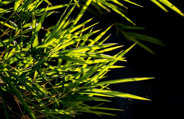 Close-up de planta verde fresca