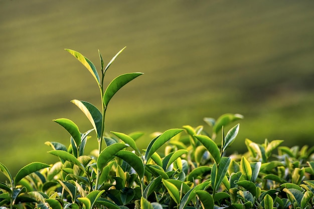 Close-up de planta verde fresca