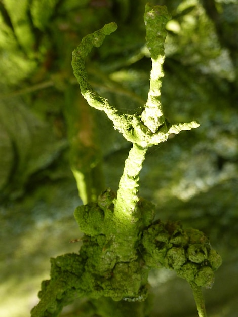 Close-up de planta verde fresca