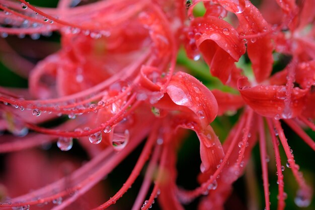 Foto close-up de planta vermelha molhada