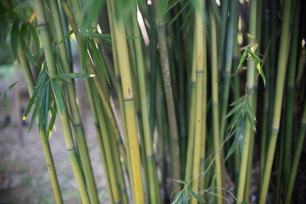 Close-up, de, planta