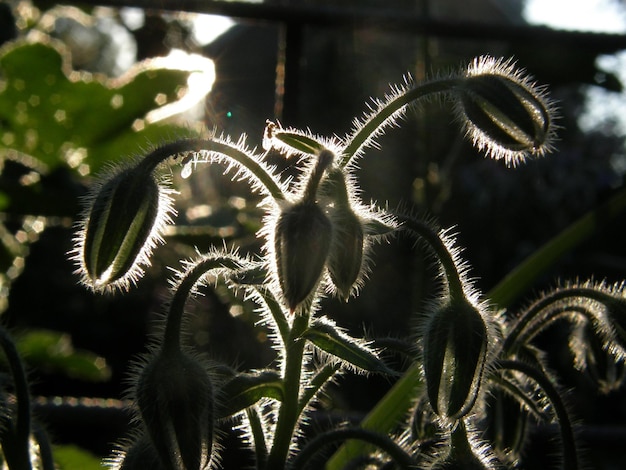 Foto close-up de plantas à noite