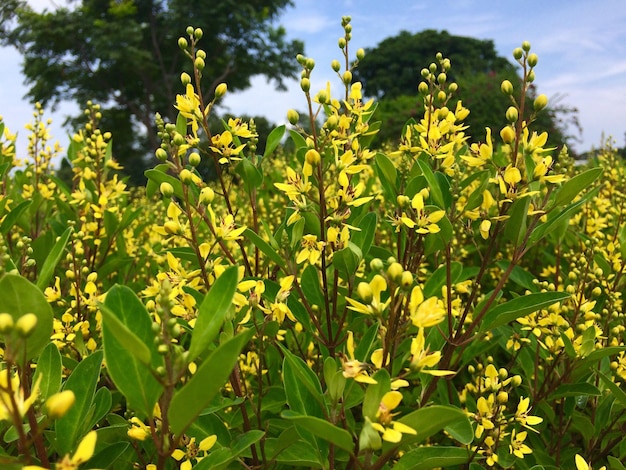 Foto close-up de plantas amarelas