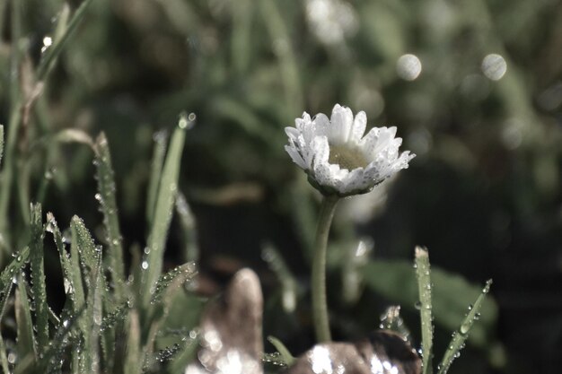 Close-up de plantas cobertas de neve no campo