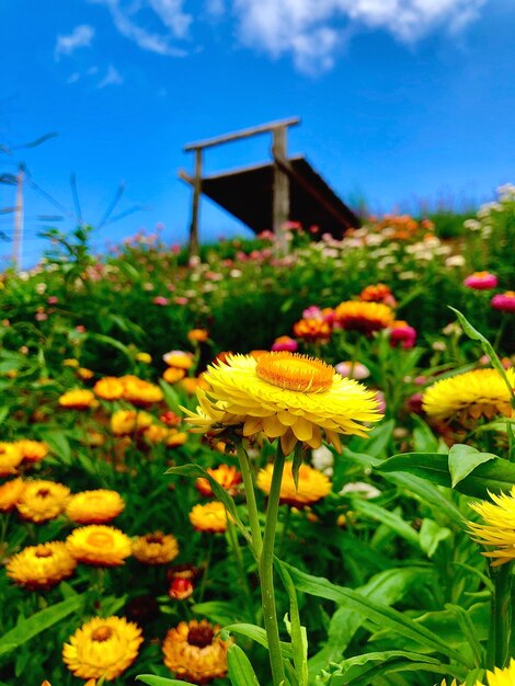 Close-up de plantas com flores amarelas no campo contra o céu