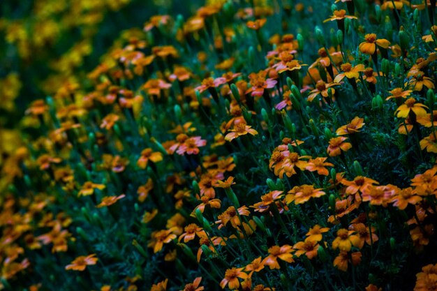 Close-up de plantas com flores amarelas no campo