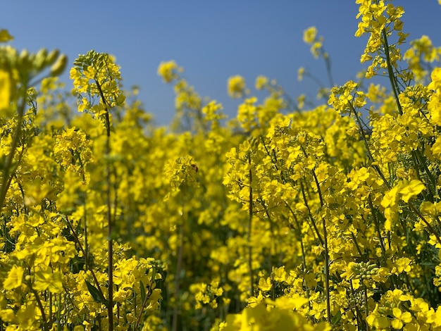 Close-up de plantas com flores amarelas no campo
