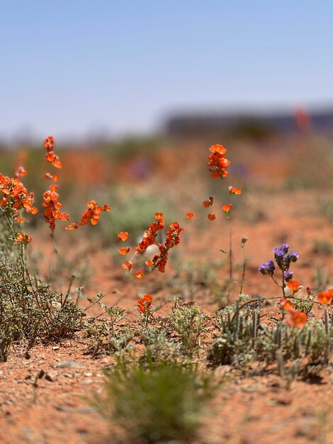 Foto close-up de plantas com flores amarelas no campo