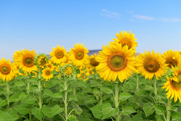 Close-up de plantas com flores amarelas no campo