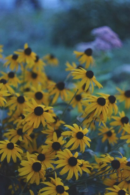 Foto close-up de plantas com flores amarelas no campo