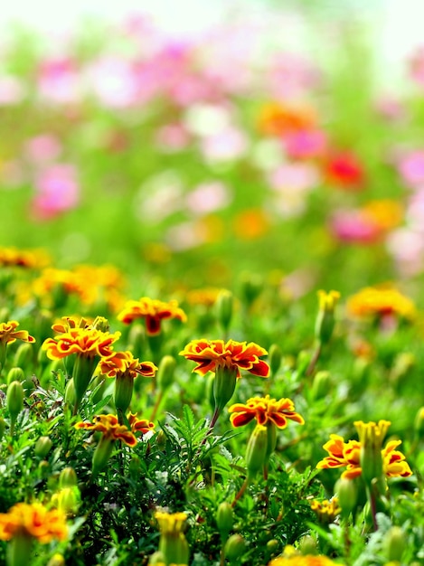 Foto close-up de plantas com flores amarelas no campo