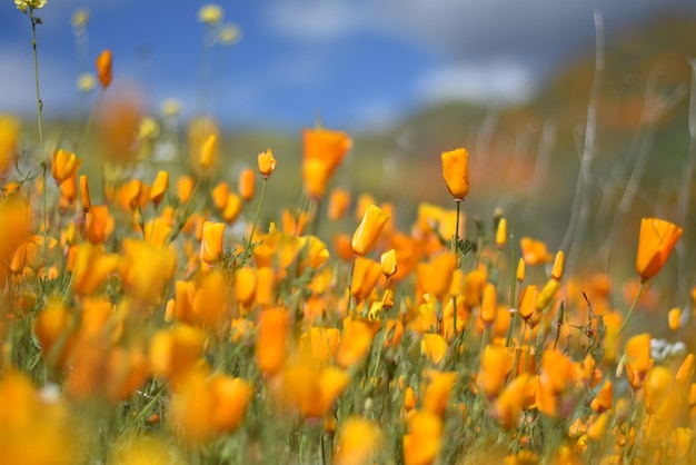 Close-up de plantas com flores amarelas no campo