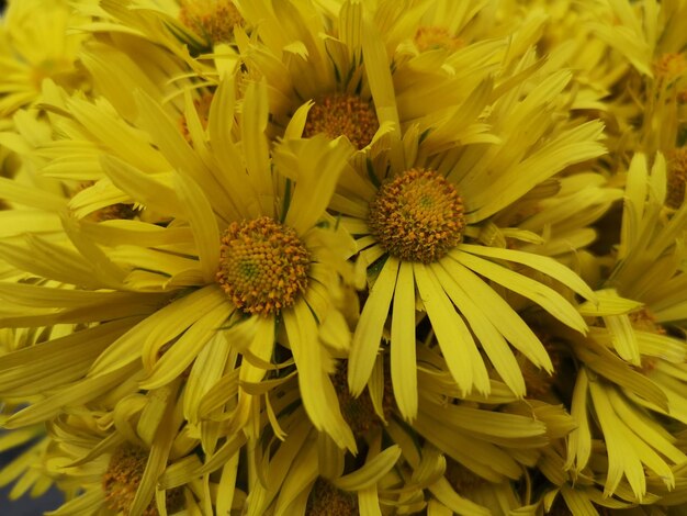 Foto close-up de plantas com flores amarelas