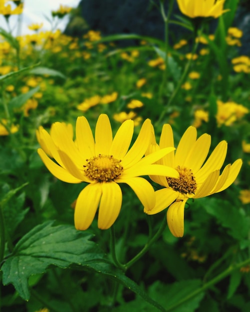 Close-up de plantas com flores amarelas