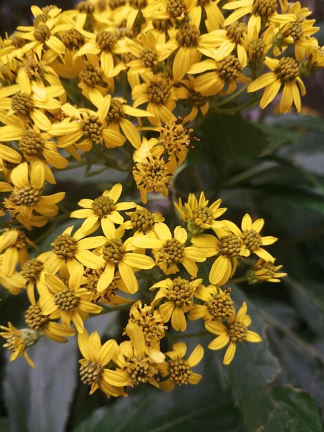 Foto close-up de plantas com flores amarelas