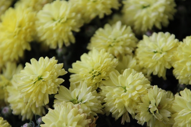 Foto close-up de plantas com flores amarelas