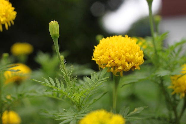 Foto close-up de plantas com flores amarelas