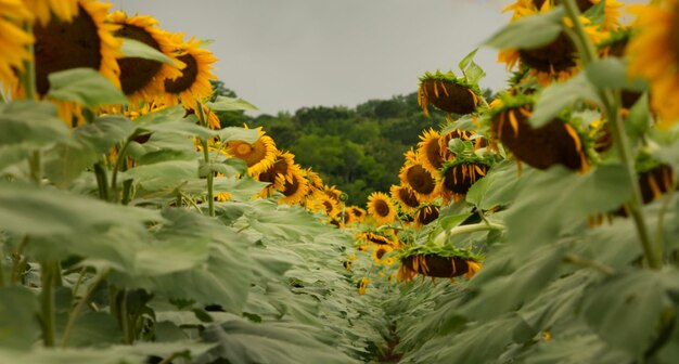 Foto close-up de plantas com flores amarelas