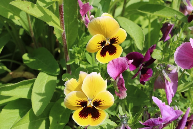 Foto close-up de plantas com flores amarelas