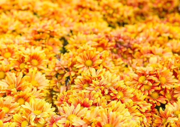 Foto close-up de plantas com flores amarelas