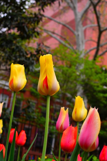 Foto close-up de plantas com flores amarelas