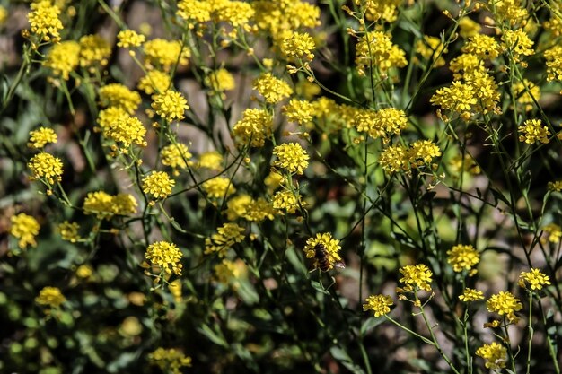 Foto close-up de plantas com flores amarelas