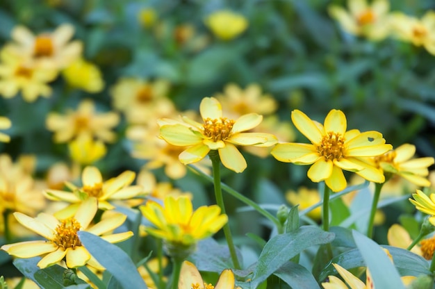 Close-up de plantas com flores amarelas