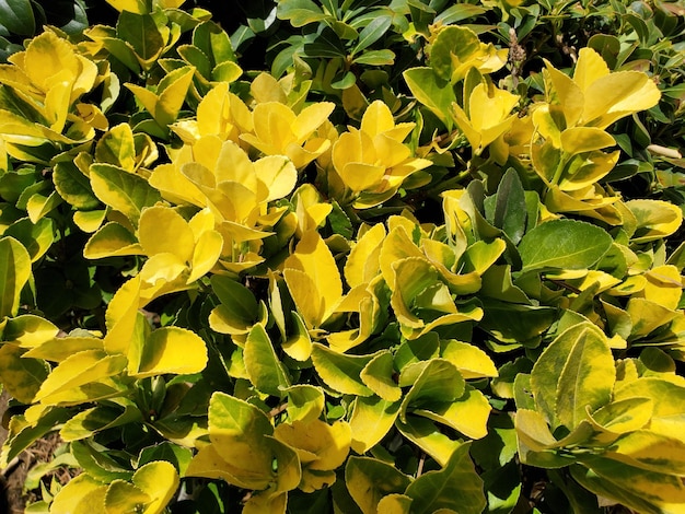 Foto close-up de plantas com flores amarelas