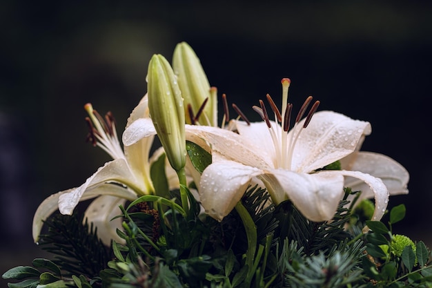 Close-up de plantas com flores brancas molhadas