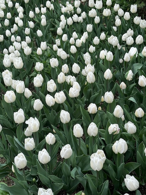 Close-up de plantas com flores brancas no campo