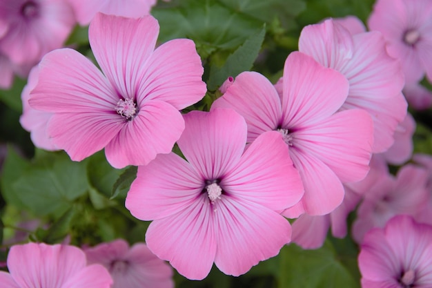 Foto close-up de plantas com flores cor-de-rosa em um parque