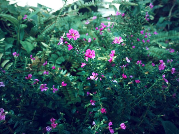 Foto close-up de plantas com flores cor-de-rosa em um parque