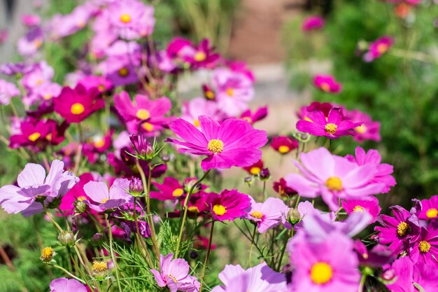 Foto close-up de plantas com flores cor-de-rosa em um parque