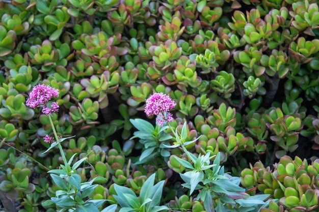 Foto close-up de plantas com flores cor-de-rosa