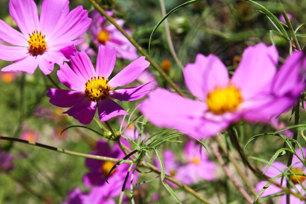 Foto close-up de plantas com flores cor-de-rosa