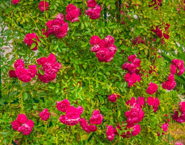 Foto close-up de plantas com flores cor-de-rosa