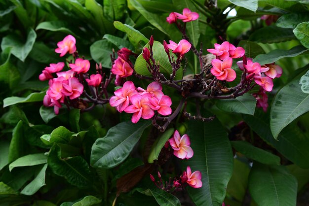 Foto close-up de plantas com flores cor-de-rosa