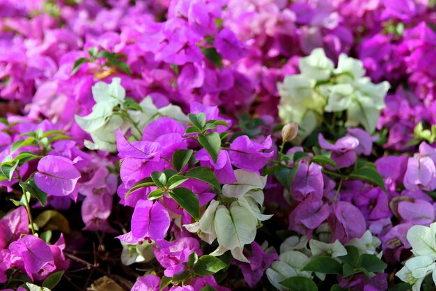 Foto close-up de plantas com flores cor-de-rosa
