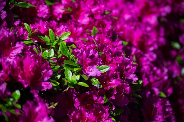 Foto close-up de plantas com flores cor-de-rosa