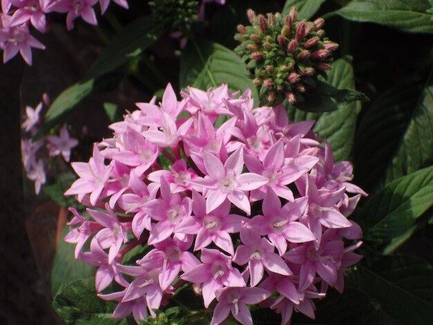 Foto close-up de plantas com flores cor-de-rosa