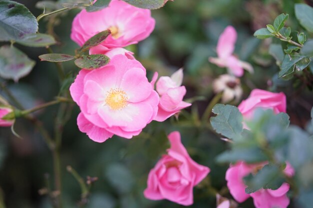 Close-up de plantas com flores cor-de-rosa