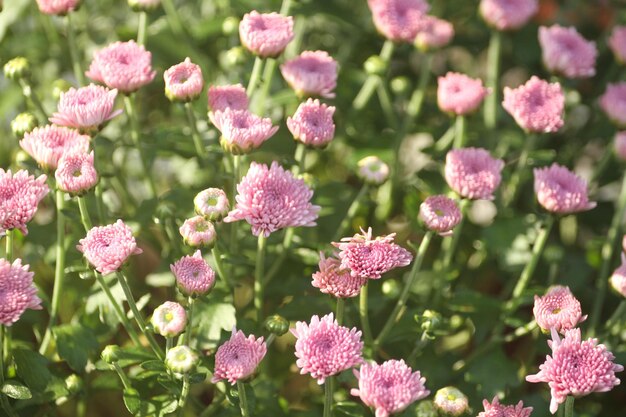 Close-up de plantas com flores cor-de-rosa