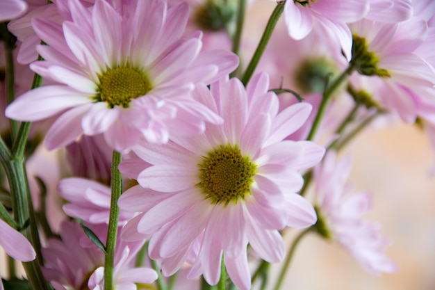 Close-up de plantas com flores cor-de-rosa